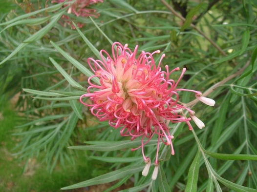 Grevillea robusta seed